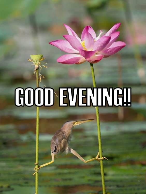 Abendgrüße Schönen Abend Bilder Lustig – Unsere Tipps, Erfahrungen & Empfehlungen